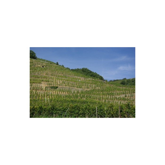 Domaine Georges Vernay Côte-Rôtie "Maison Rouge" rouge 2020