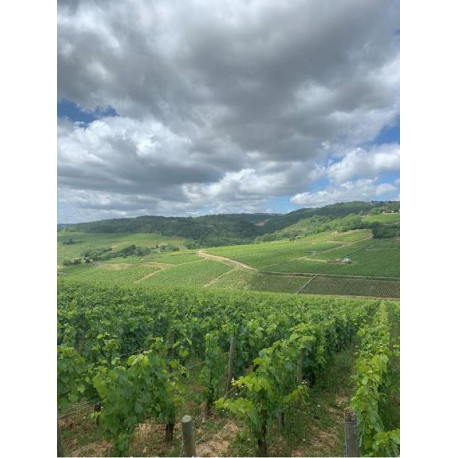 Domaine Henri et Gilles Buisson Saint-Romain "Sous Roche" red 2021