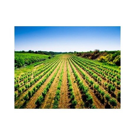 Talents du Languedoc Roussillon