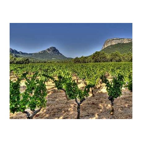 Carton panaché Pic saint Loup