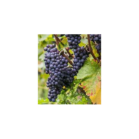 pinot noir mixed case to dicover this grape variety