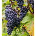 pinot noir mixed case to dicover this grape variety