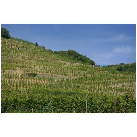 Domaine Georges Vernay Cote-Rotie "Maison red" red 2017 MAGNUM