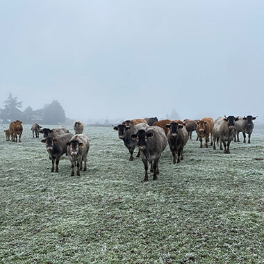 vaches et polyculture