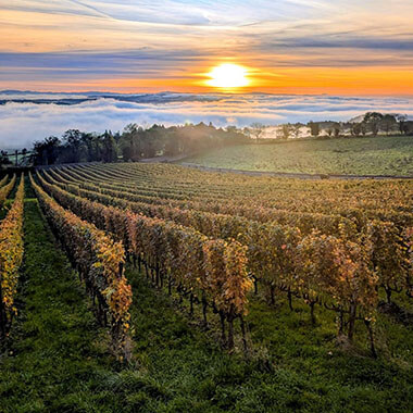 paysage domaine des Pothiers